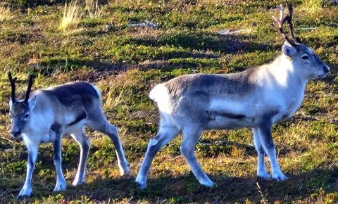 🔥 Because of the long summer and the large amounts of mushrooms, these reindeer calves have been eating well, as are quite plump and fat