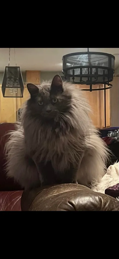 My kitty as a baby vs now