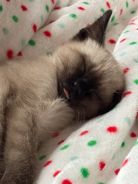 A couple of months ago I rescued a kitten in Mexico. 