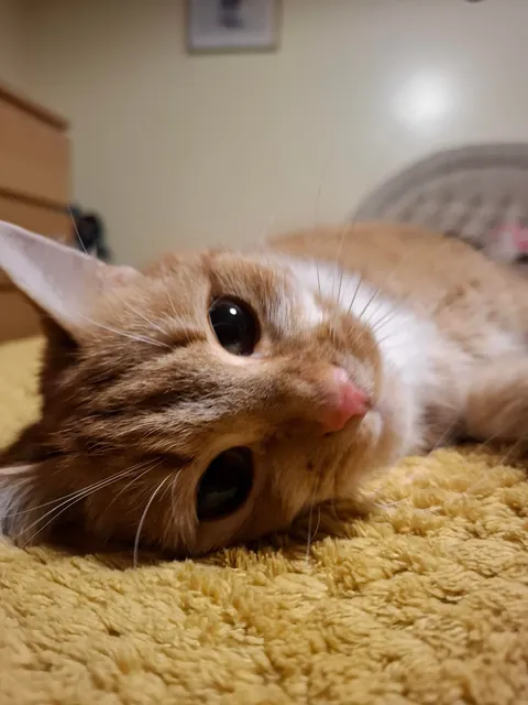 No brain in her head, just :3