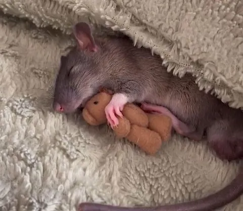 PLEASE show me pics of ur rats sleeping! I’m obsessed😭