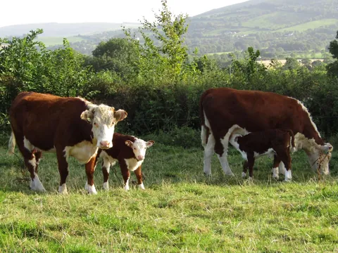 Doug and Dean are best friends, and so are their moms! They’re never far from each other.