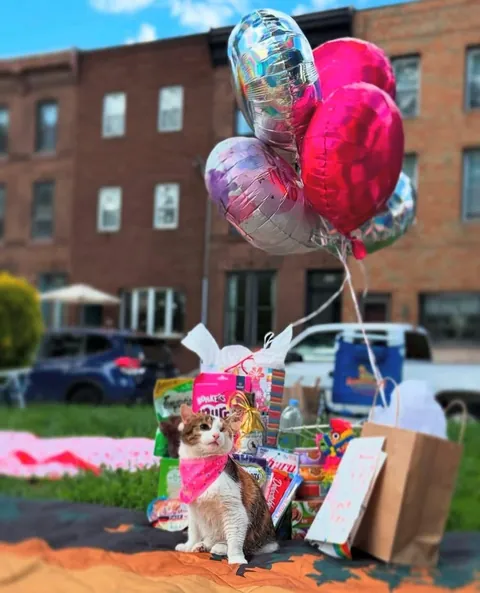 My friend threw her disabled cat a birthday party in the park
