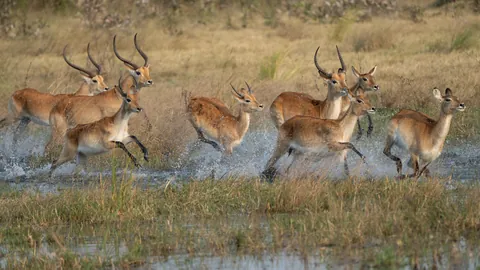From gorillas in Rwanda to wild dogs in Botswana: 3.5 weeks across eastern and southern Africa
