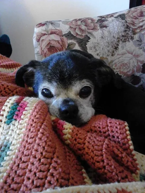 If I have a frosted face can I still say "hi!" on national black dog day? My name is Lukey! 🐶🖤