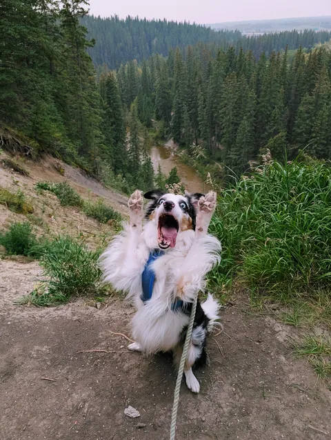 Milo had some hilariously good poses for our little hilltop photo op.