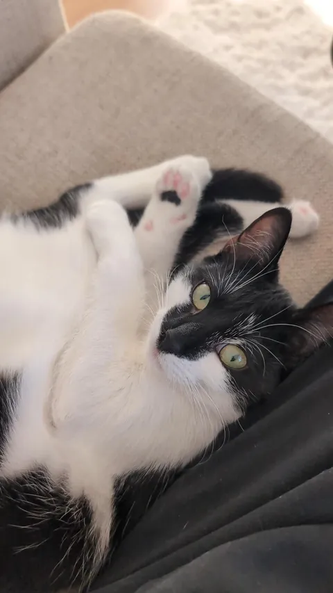 My first ever cat, i love her so much