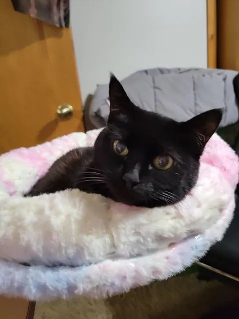 Recently purchased a desk bed for the queen of the house