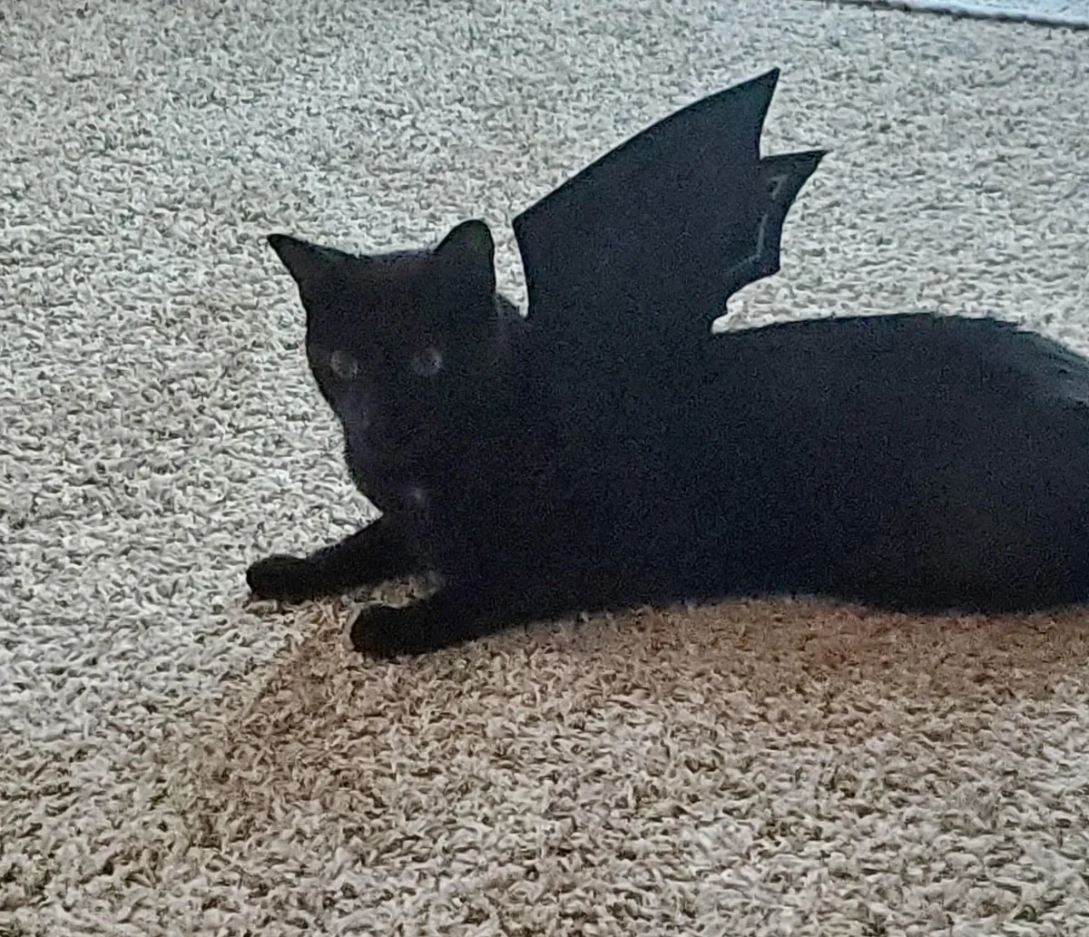 Another Halloween photo shoot..