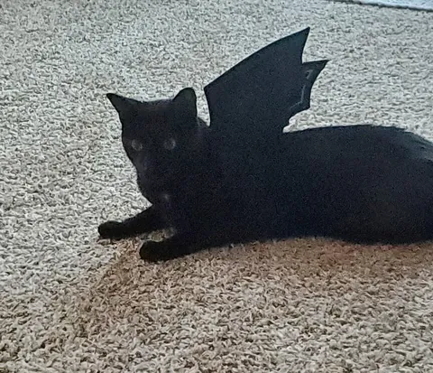 Another Halloween photo shoot..