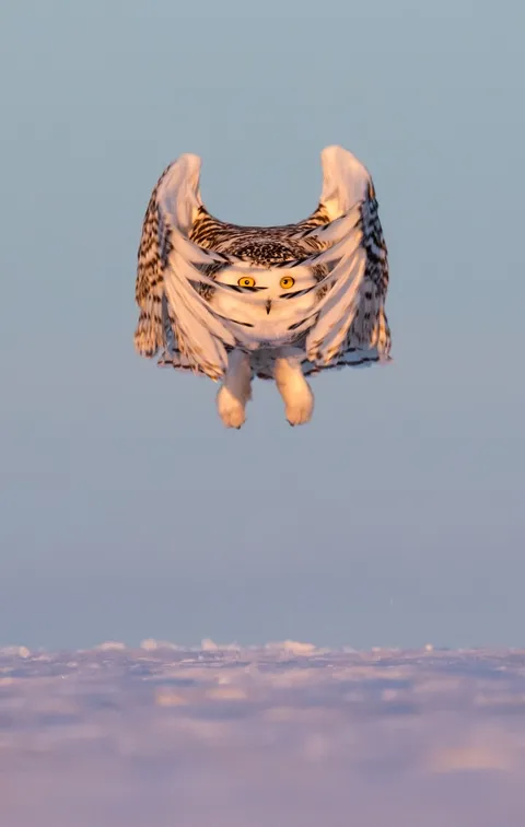 PsBattle: This snowy owl in mid-descent