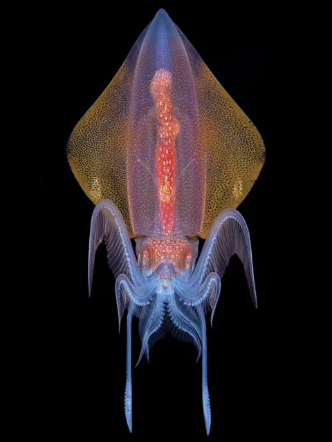 🔥 Transparent/translucent marine life during a blackwater dive off the coast of Kume Island, Japan 🔥