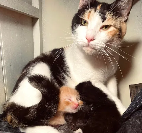 Our Stray Rescue was Pregnant 😅