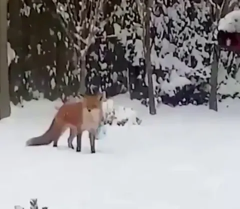 A wild fox discovers a dog toy... and it's pure joy!