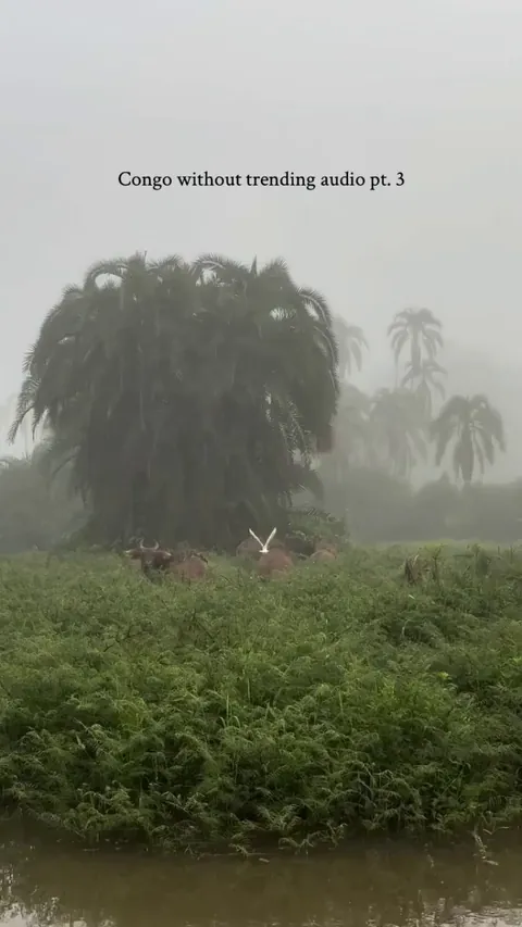 🔥 The sounds of the Congo, with no added music or SFX