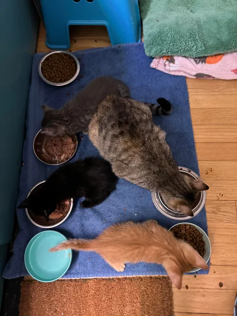 Honey thinking about her life choices as a young, single mom. She did such a great job and I kept her and her babies Jonesy, Reilly and Bonnie McPurray!
