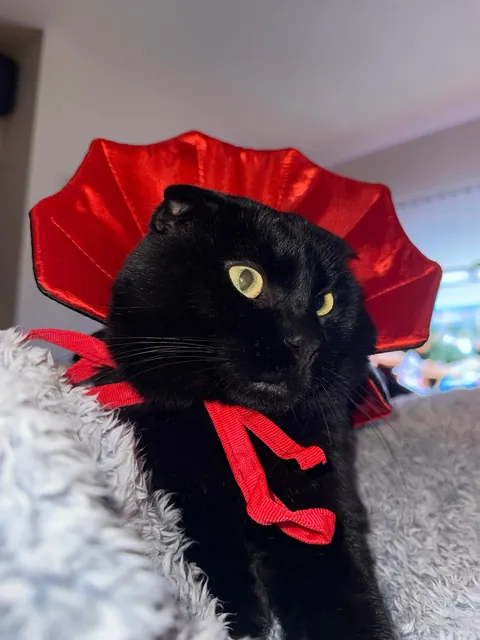 My cats first Halloween 🎃