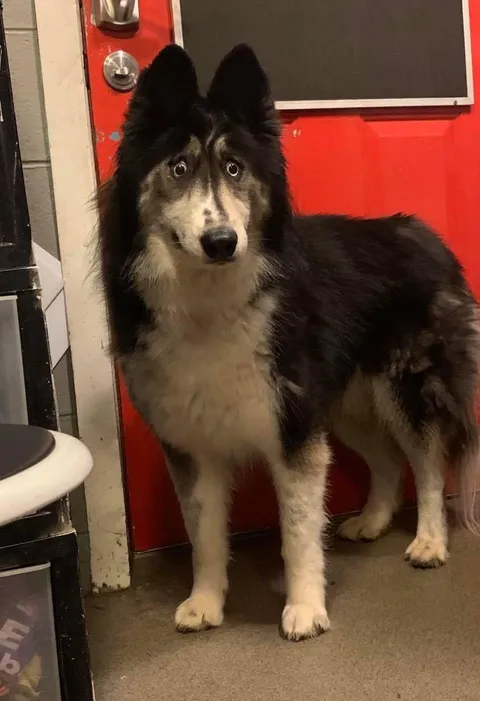 This is Jubilee. She just happens to look like bad taxidermy.