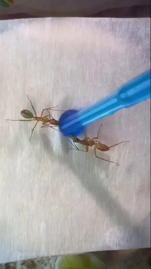Ants drinking different colored sugar water