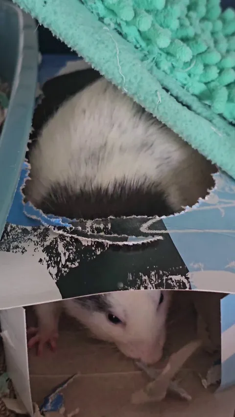 Cookie doing his job