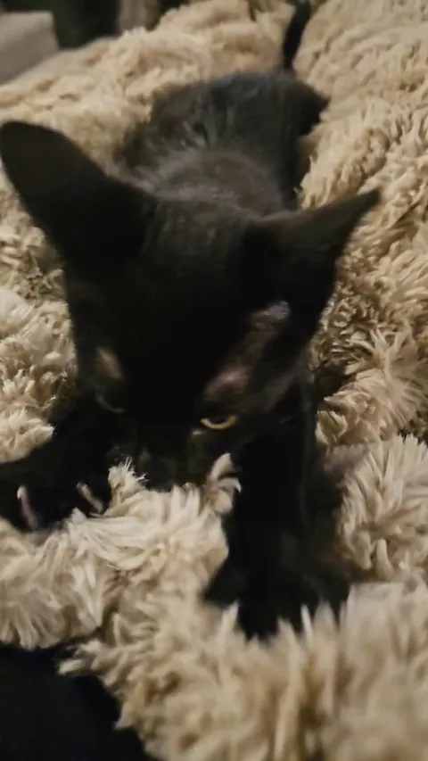 Fostering this little boy and I don't think I can give him back...