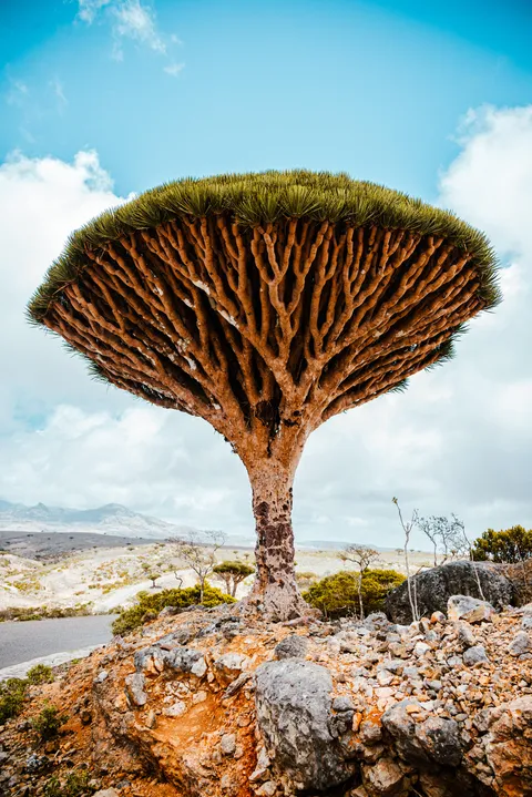 ITAP of a Dragon Blood Tree in Socotra, Yemen