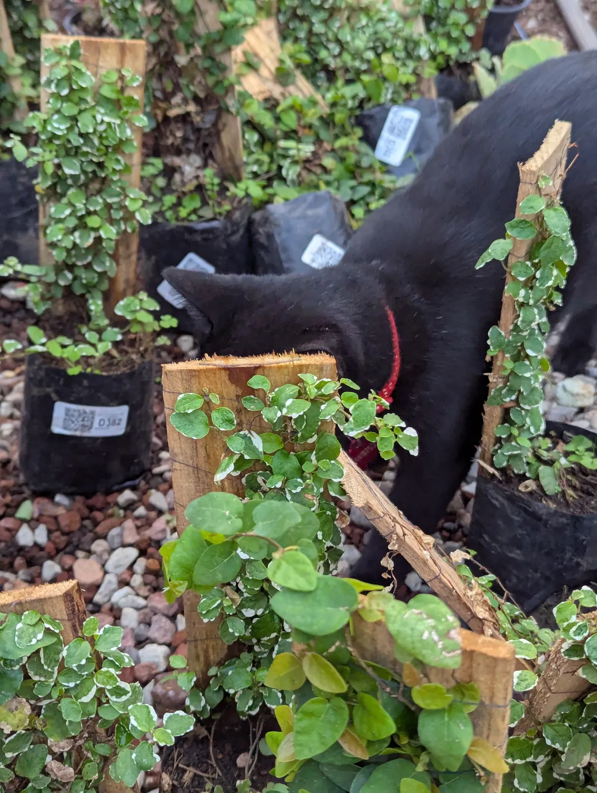 This handsome boy at the garden center