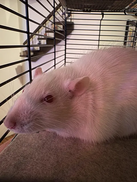 Today years old when I learned rats can loaf