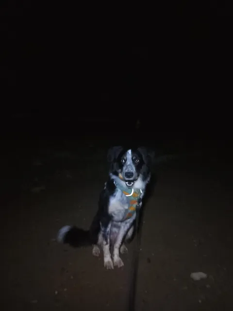 Moxie finally stole a potato from the field we've been watching for 127 days. I don't have the heart to take it away 😭💖