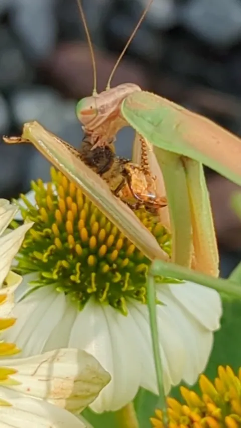 🔥Always head first