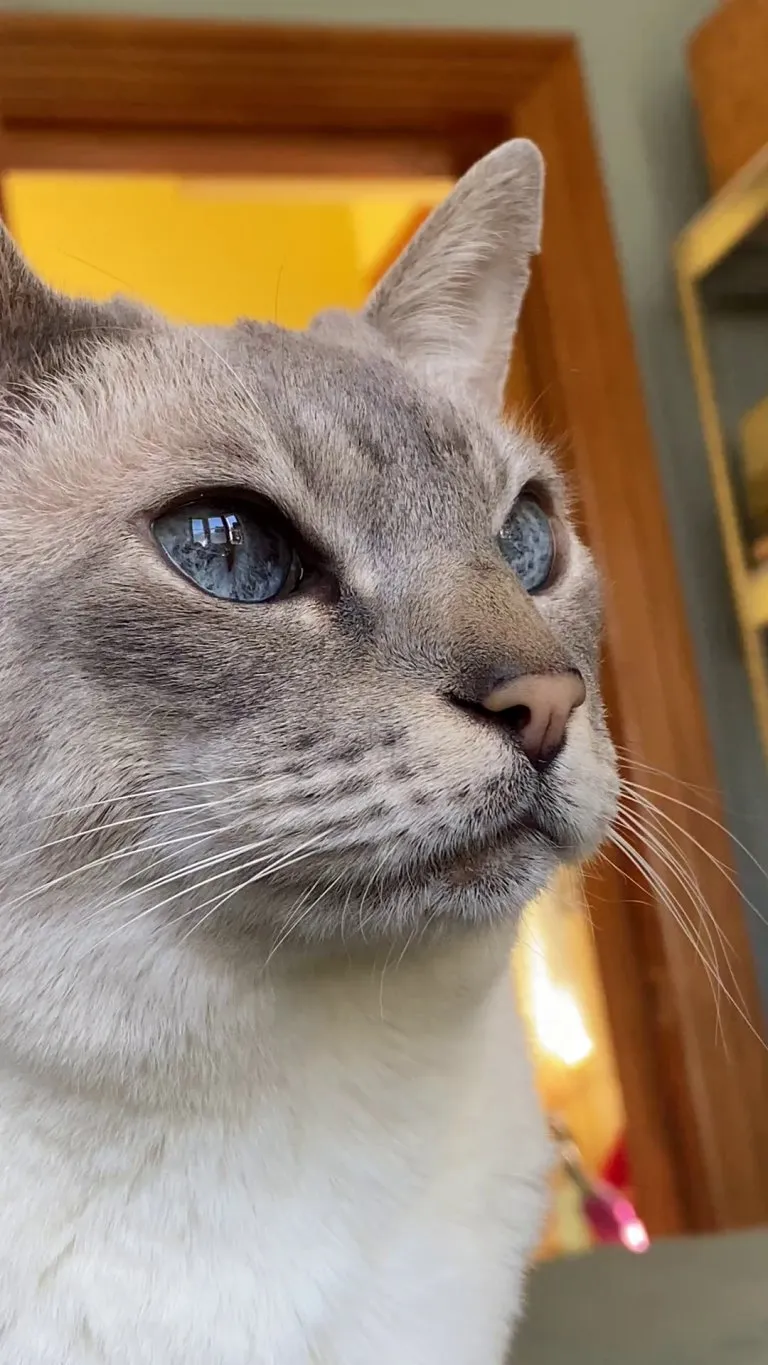 Show me your cats eyes