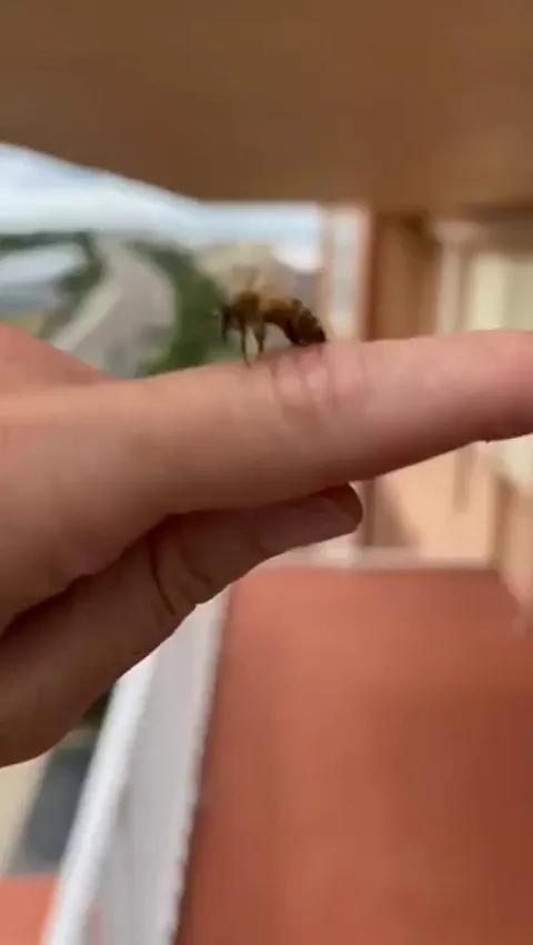 Sometimes honeybees will change their mind once they sting you