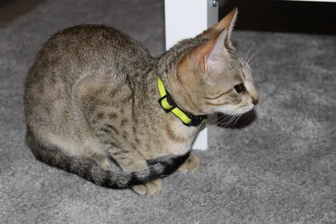 My cat had black eyes on day one: Now she’s coming up to 3 years old and better than ever.