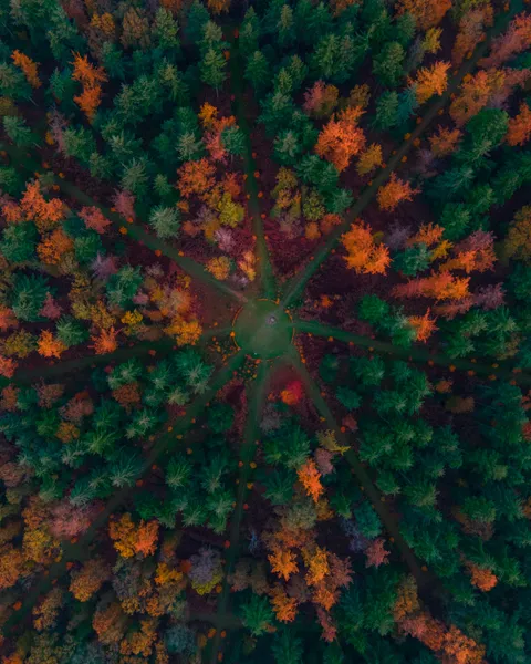 ITAP of a dutch forest from above