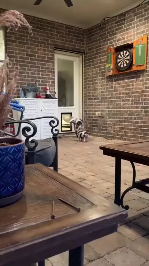 Dog teaches pig how to use the doggy door