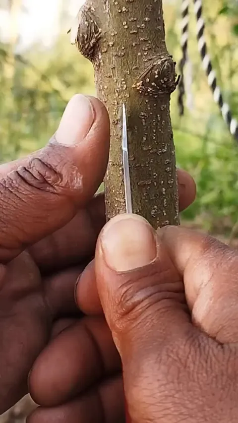 This grafting technique