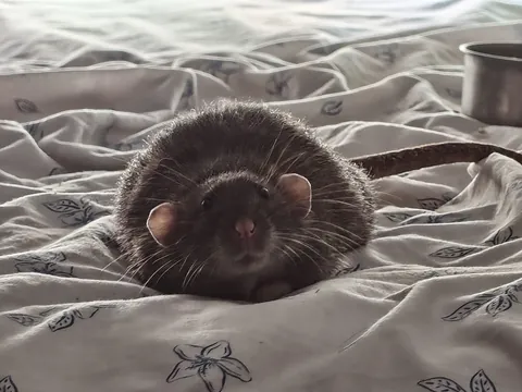 ¿Mi rata está gorda?