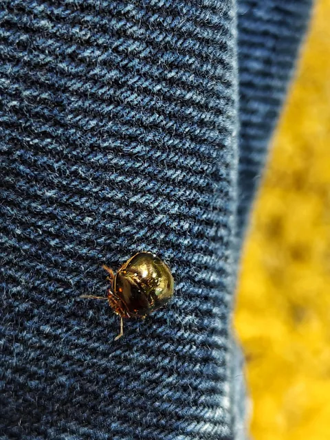 This tiny gold coloured bug on my jeans at the park.