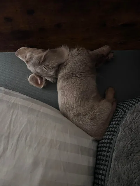 He can literally sleep in any position, anywhere