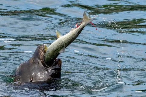 I watched a sea lion shred salmon today