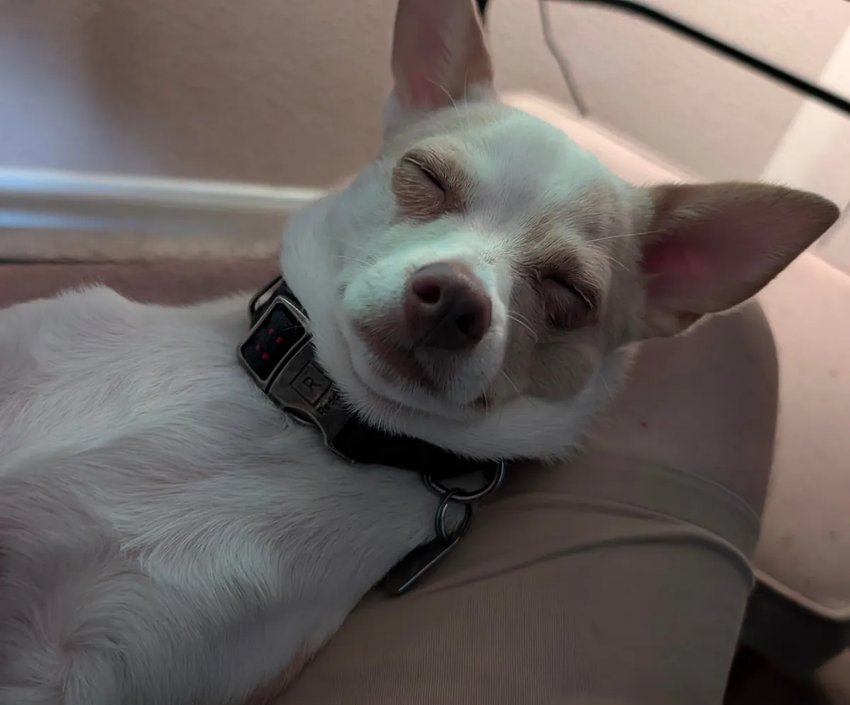 I haven't had my own pup in 12 years, I got the perfect one, his name is Franklin, and he loves everyone.