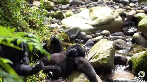 🔥 A gorilla napping by a stream and achieving tranquility