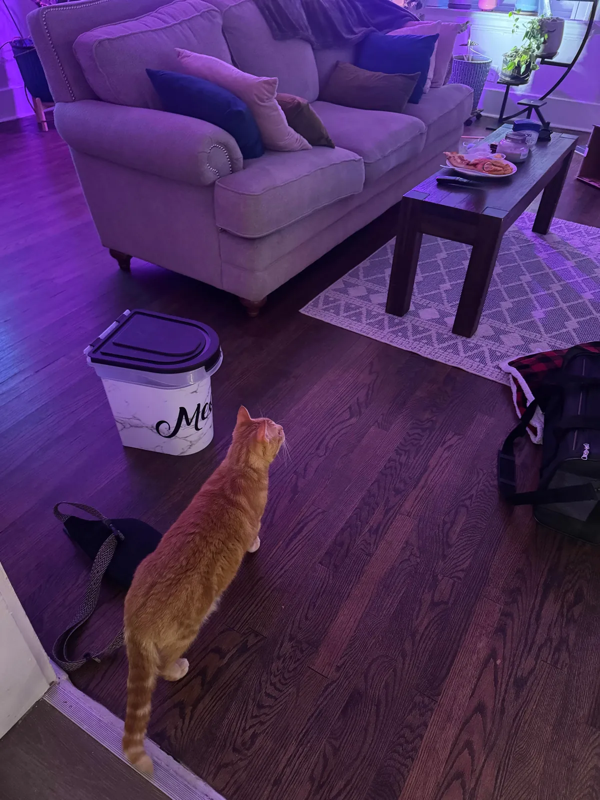 Adopted a senior cat