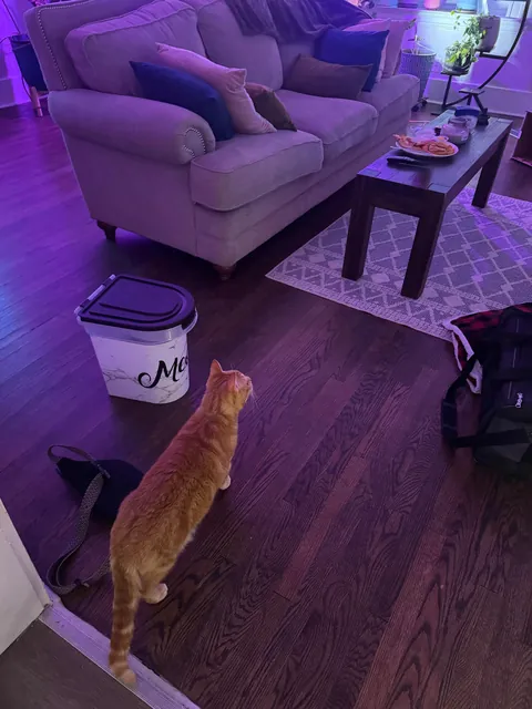 Adopted a senior cat