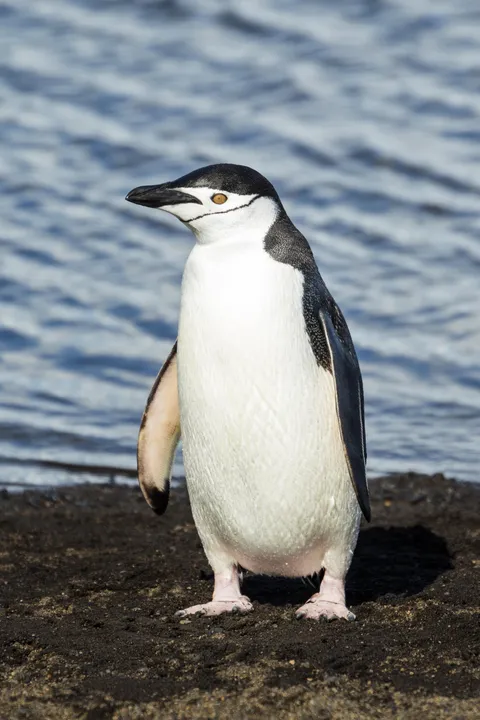A 2023 study found that Chinstrap penguins take over 10,000 micro-naps a day, each lasting 4 seconds. When combined, that totals more than 11 hours of sleep daily. They are also generally considered to be the most aggressive and ill-tempered species of penguin.
