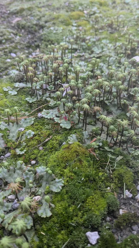 My moss garden is cool