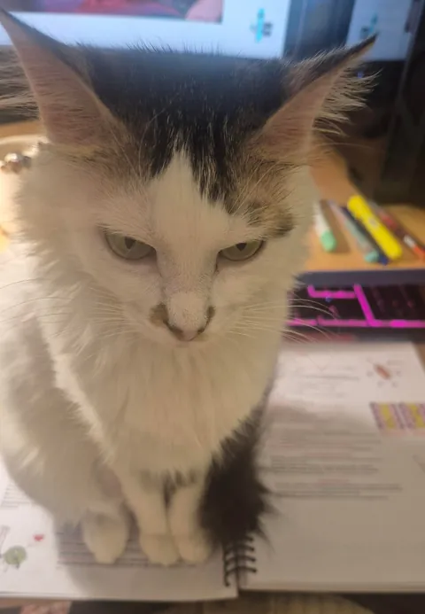 My vet let my cat escape