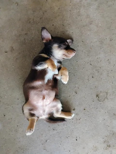 Someone got tired during belly rubs ♥️😂