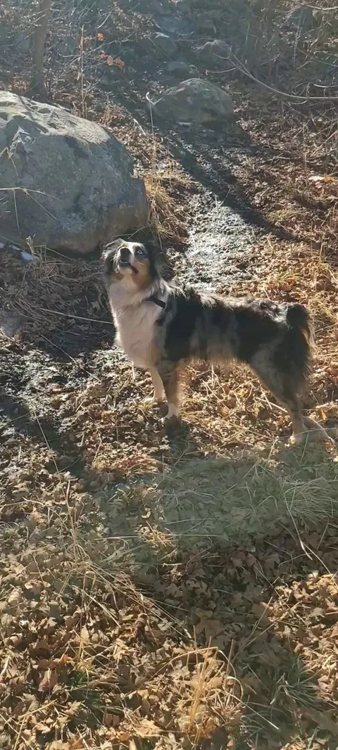 They love to be outside together ❤️