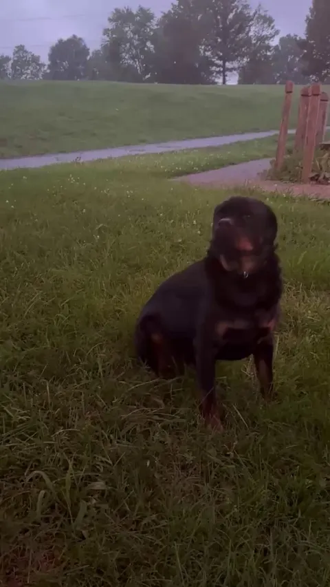 Our Rottie doesn't understand fireflies yet!